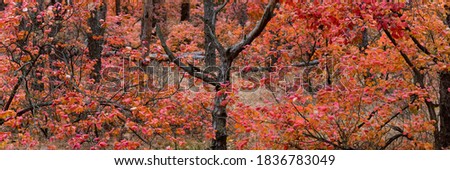 Panoramik picture of autumn forest with red and orange leaves of smoke tree