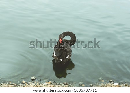 black Swan swimming in a pond