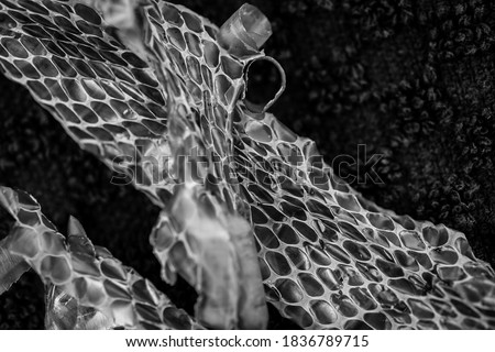 Macro close up of snake skin that's been shed in black and white