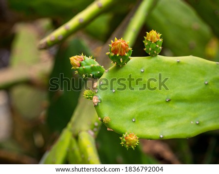 Opuntia Cochenillifera is a Species of Cactus in a Garden in Medellin, Colombia