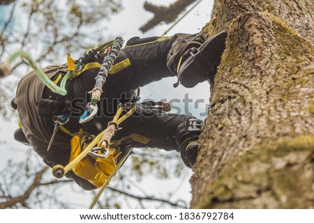Arborist or lumberjack climbing up on a large tree using different safety and climbing tools. Arborist preparing to cut a tree, view from below. Royalty-Free Stock Photo #1836792784