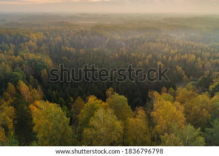 Birds eye view of thick forest during autumn sunrise with fog.