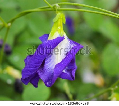 Clitoria ternatea flower,Butterfly pea purple flower