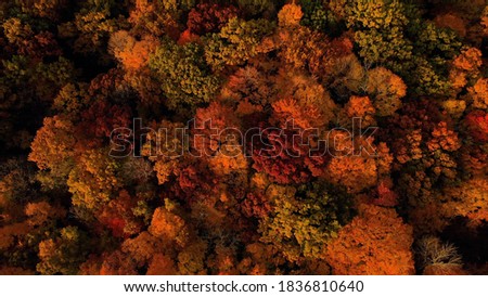 Aerial shot of forest in fall season. The autumn colors