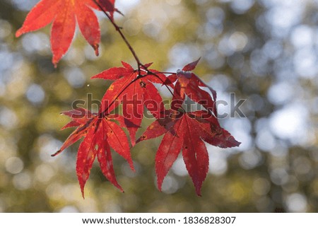 This beautiful background of red maple leaves is a sign that fall is here.