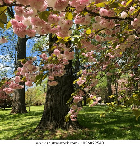 Cherry blossoms in Long Island, NY.