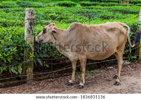 Cow and tea gardens near Srimangal, Bangladesh
