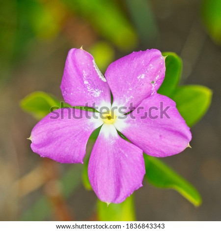                             Purple flower in full bloom from Kauai Hawaii    