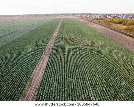 Field of green cabbage. Autumn harvest. Agricultural farm view from above. Healthy food 