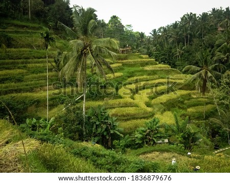 View of the Tagalalang rice fields in Indonesia .