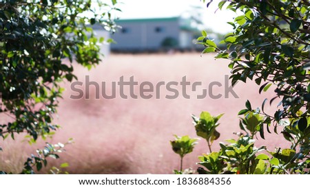 Pink muhly and camellia leaves