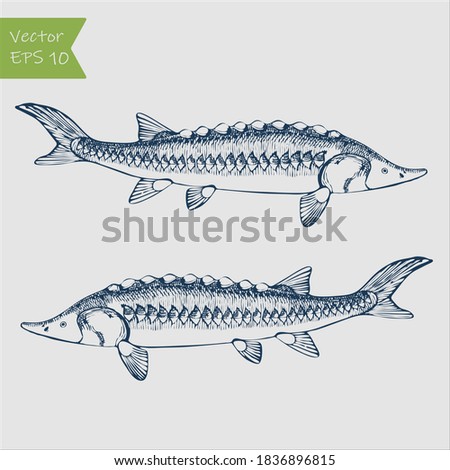 Hand drawn sturgeon. Doodle line graphic design. Black and white drawing fish sturgeon. Vector illustration. Royalty-Free Stock Photo #1836896815
