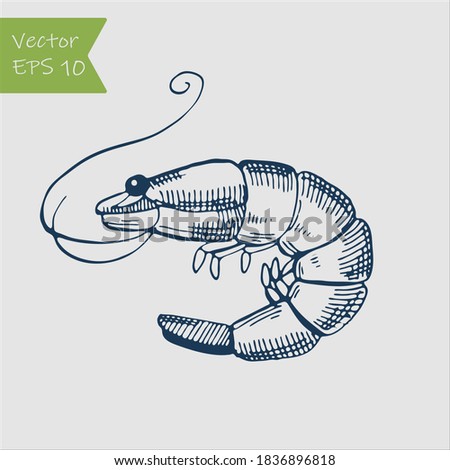 Shrimp sea Caridea animal engraving vector illustration. Scratch board style imitation. Royalty-Free Stock Photo #1836896818