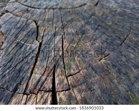 Ideal round cut down tree with annual rings and cracks  Wooden texture