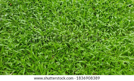 Green grass in the football field