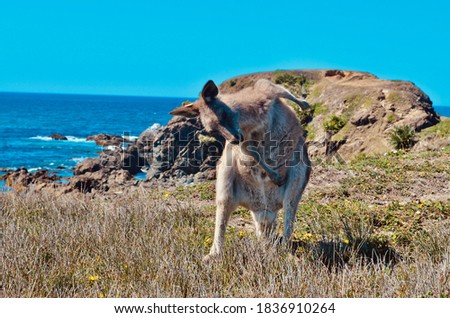  wild kangaroo walking on beach and park