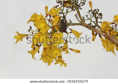 
Yellow Flowers. Tabebuya tree flowers are the Indonesian version of cherry blossoms.