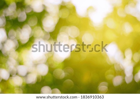 Natural Bokeh Background with Light Leak.