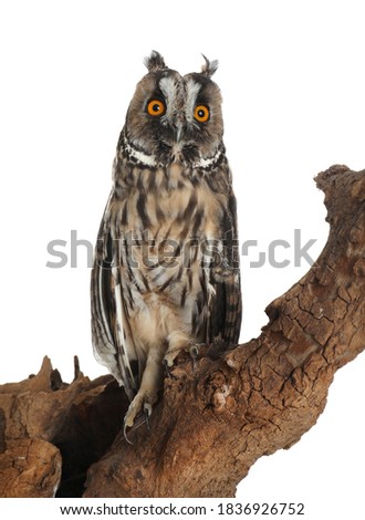 Beautiful eagle owl on tree against white background. Predatory bird