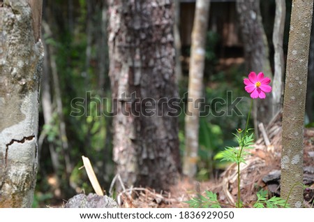 Forest nature flower tropical trees