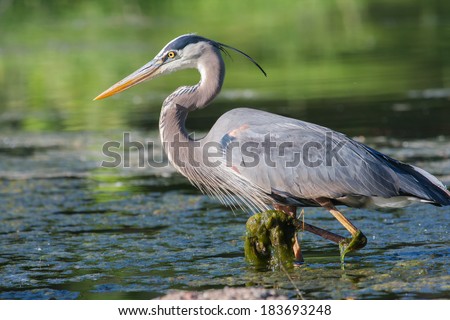 Great Blue Heron fishing in the low lake waters. Royalty-Free Stock Photo #183693248