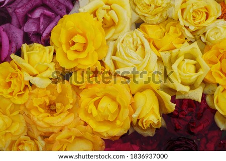 red and yellow rose flowers in water