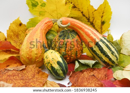 pumpkins with colorful autumn leaves