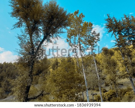 Forest plants touches sky sun are long and beautiful in Cyan, magenta look in jammu and kashmir. Trees are good source of fresh atmosphere and healthy environment