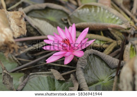 Natural photos: Water lily flowers  (Viet Nam)
