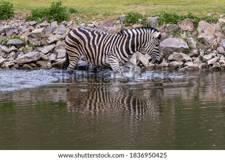 old zebra swimming in water