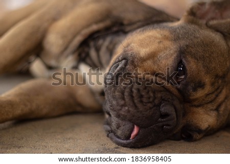 Sad french bulldog brown color lying on the floor indoor. Sick or hungry dog concept.