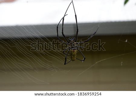 Black spider making webs, black spider on tree, black spider walking.