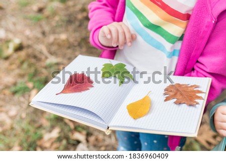 Close up of girl collecting colorful leaves for a herbarium on a warm autumn day in the forest. Children exploring the outside nature. Royalty-Free Stock Photo #1836960409
