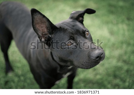 Dog photography - black cute pet