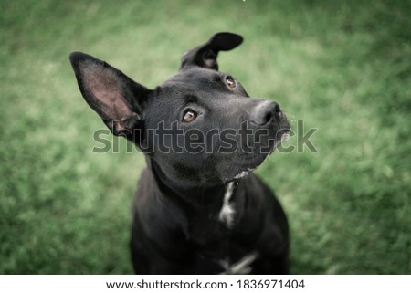 Dog photography - black cute pet