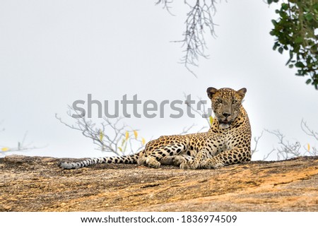 Srilankan Leopard on the rock