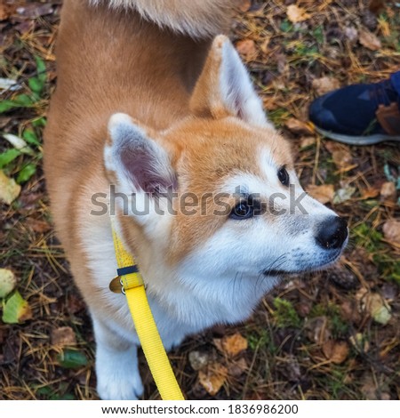 photo of a red Akita inu puppy in the forest