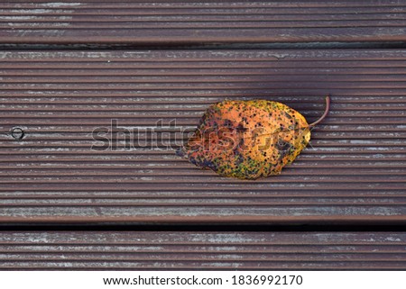 
A fallen leaf on the deck