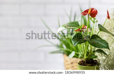 House plant red Anthurium in a pot on a wooden table. Anthurium andreanum. Flower Flamingo flowers or Anthurium andraeanum symbolize hospitality. Copy space Royalty-Free Stock Photo #1836998935