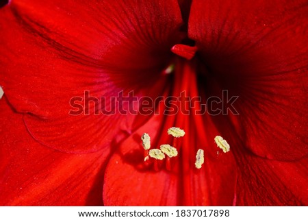 Close-up photo of a bright and beautiful Hippeastrum, or  Amaryllis flower (Amaryllidaceae family) - Royal Velvet variety; soft light, shallow depth of field.