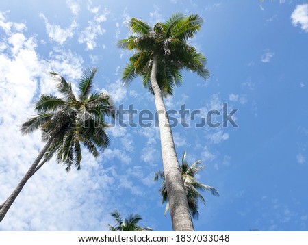 The perspective of Coconut palm plantation on the blue sky background.