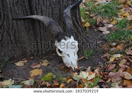 Scary goat skull by an old tree