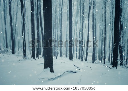 snow falling in the woods, fantasy forest in winter landscape