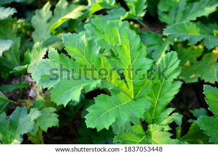 Large green leaf on the background of green vegetation in the garden