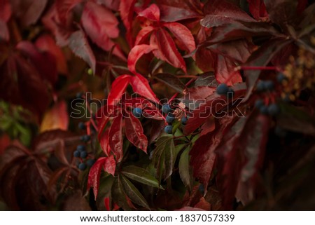 Beautiful solid bright red-green natural background is presented in the form of wild grapes. Leaves are bright red cover the wall of the house or fence. Autumn wallpaper background with copy space.