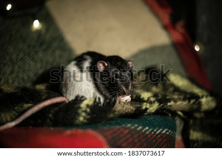 decorative rat black and white on a woolen blanket