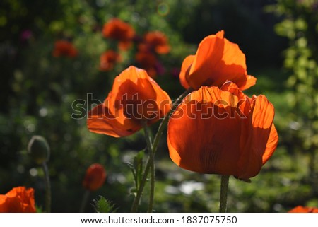 
Poppy flowers illuminate the rays of the setting sun. Photo taken with selective focus and noise effect
