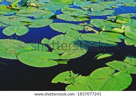Water lilies from the marshy areas of the Danube Delta. Aquatic vegetation of inland lagoons in the delta in the area of Romania, near Tulcea.