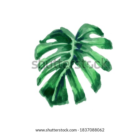 Tropical leaf. Botanical watercolor illustration. the monstera leaf is isolated on a white background. Book illustrations, textiles, packaging, curtains, postcards, Wallpaper