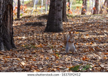 Cute squirrel with fluffy tail standing among dry fallen leaves and trees in autumn sunny day at forest